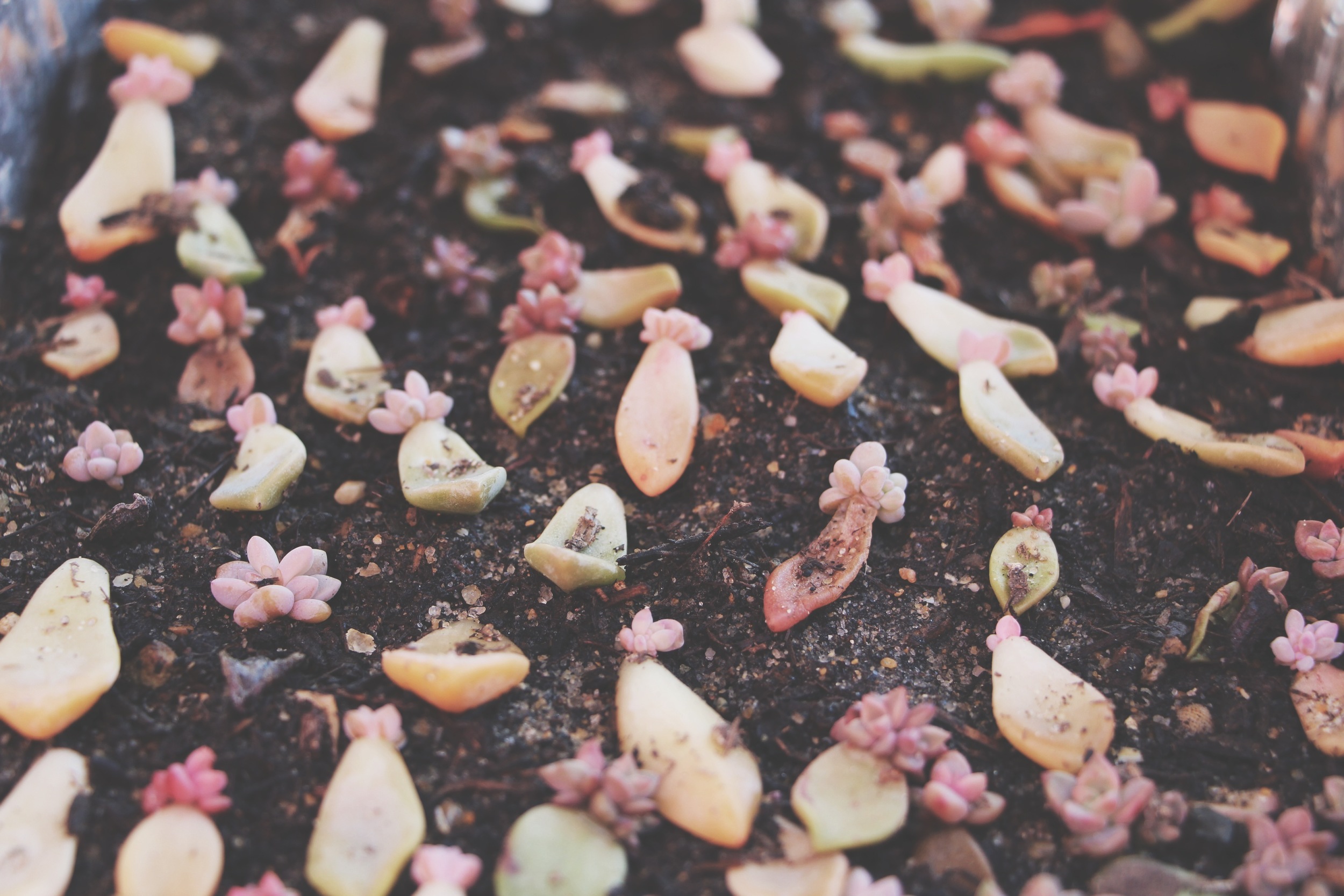 baby succulents, succulent leaves, propagating succulents via needles + leaves